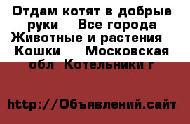 Отдам котят в добрые руки. - Все города Животные и растения » Кошки   . Московская обл.,Котельники г.